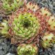 Sempervivum IRENE