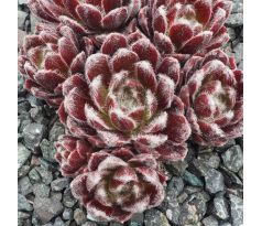 Sempervivum CAMELOT