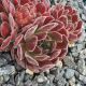 Sempervivum CHA CHA CHA