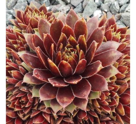 Sempervivum CHIVALRY