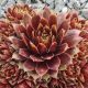 Sempervivum CHIVALRY