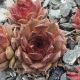 Sempervivum CHOCOLATE PEPPER