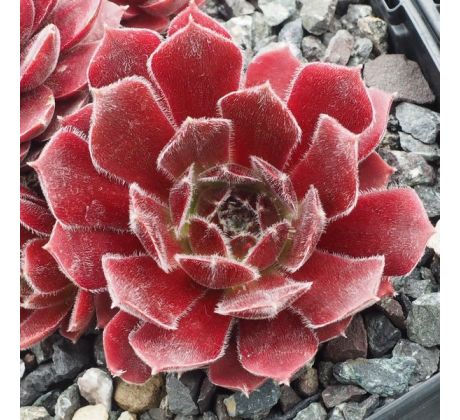 Sempervivum CRYSPIN