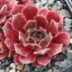Sempervivum CRYSPIN