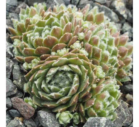 Sempervivum EDELOBO