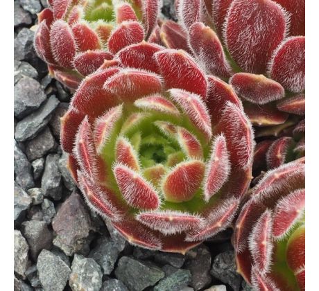 Sempervivum DISNEY FESTIVAL