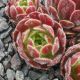 Sempervivum DISNEY FESTIVAL