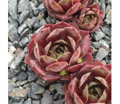 Sempervivum DOESKIN