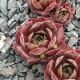 Sempervivum DOESKIN