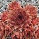 Sempervivum DUNKEL ROT