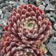 Sempervivum ERIKA