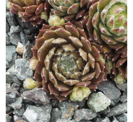 Sempervivum FEDORA