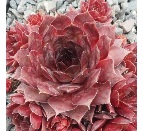 Sempervivum FLAMING HEART