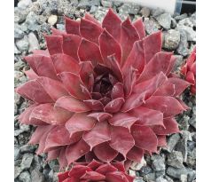 Sempervivum FLAMINGO