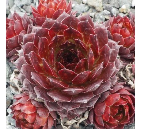 Sempervivum FORD`S PASSION