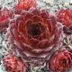 Sempervivum FORD`S PASSION