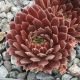 Sempervivum FROMIKA