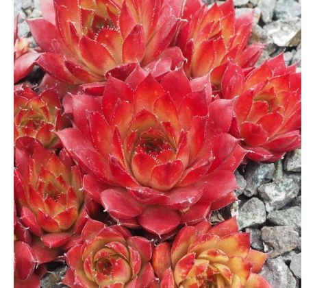 Sempervivum GARDEN PARTY