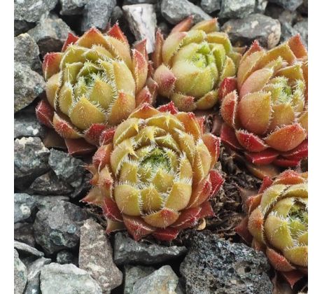 Sempervivum GLOWING EMBERS