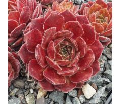 Sempervivum GRANADA