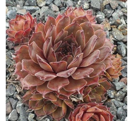 Sempervivum GREY VELVET