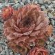Sempervivum GREY VELVET