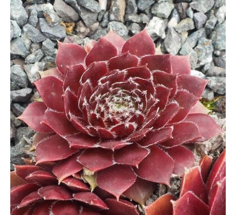 Sempervivum GUNDI