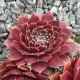 Sempervivum GUNDI