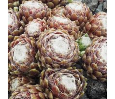 Sempervivum BRAUNERKIESEL