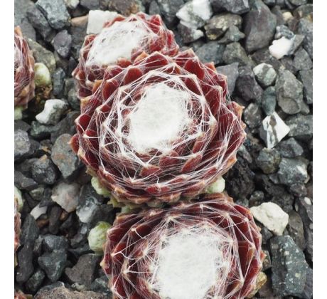 Sempervivum HODI`S SPINNE