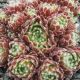 Sempervivum ICICLE