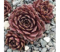 Sempervivum INCA ROUGE