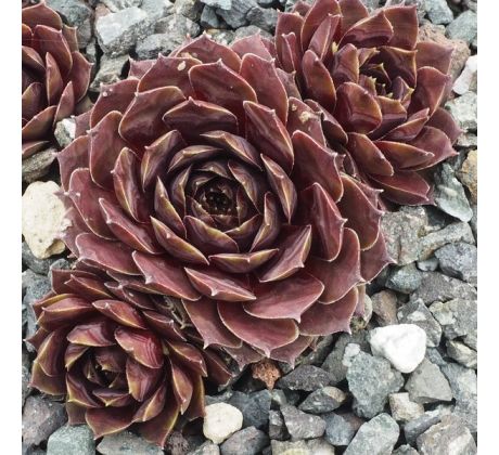 Sempervivum INCA ROUGE