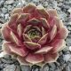 Sempervivum DONNERLÜTTCHEN