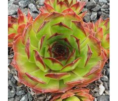 Sempervivum JUPP