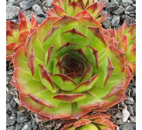 Sempervivum JUPP