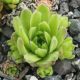 Sempervivum KAISER KARL IV