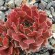Sempervivum KALINDA