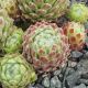 Sempervivum KANNOS COBWEB