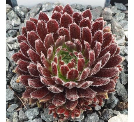 Sempervivum KOBAYASHI RED