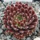 Sempervivum KOBAYASHI RED