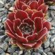 Sempervivum KORSPEL GLORY