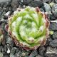 Sempervivum KORSPEL PARADE