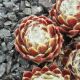 Sempervivum LUXURY LACE