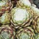 Sempervivum LORE II