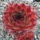 Sempervivum LOTT-LOTT