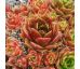 Sempervivum MARLE