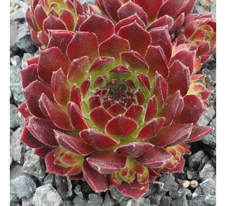 Sempervivum PRUHONICE