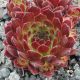 Sempervivum PRUHONICE
