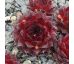 Sempervivum NAMIB
